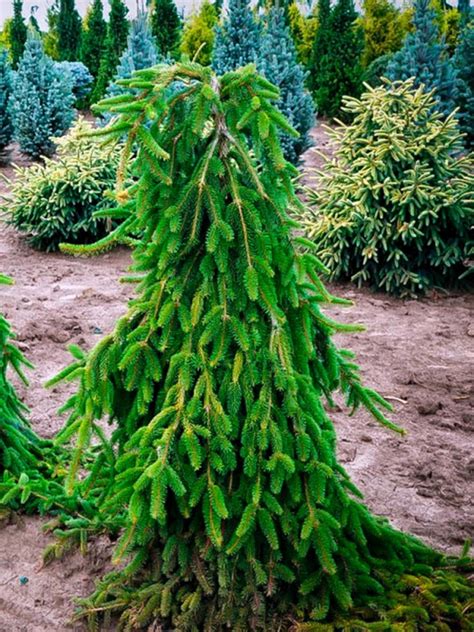 weeping norway spruce mature size